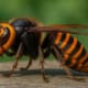 Aziatische hoornaar - Top 10 gevaarlijkste dieren in Frankrijk