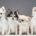 Top 10 kleinste hondenrassen ter wereld